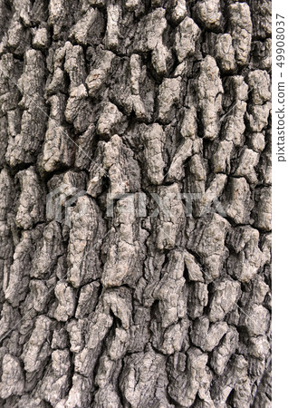 bark 49908037