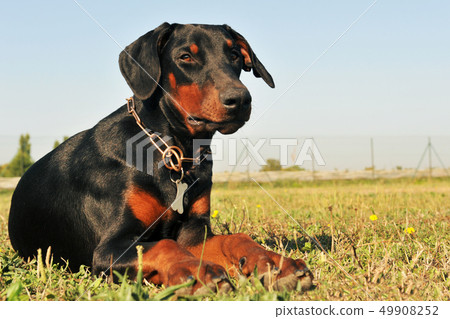 doberman 49908252