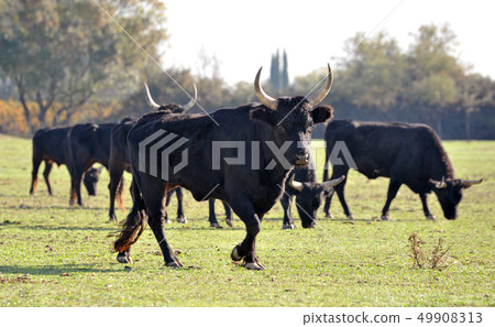 Camargue bulls 49908313