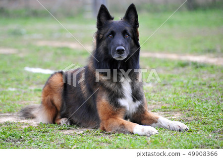belgian shepherd tervueren 49908366