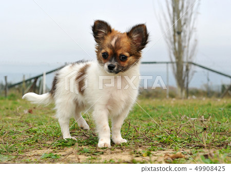 puppy chihuahua puppy chihuahua 49908425