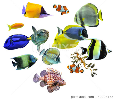 group of fishes 49908472