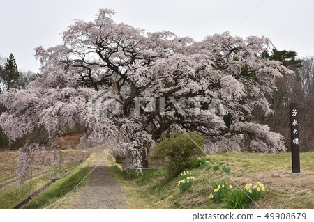 Hisen的櫻花 49908679