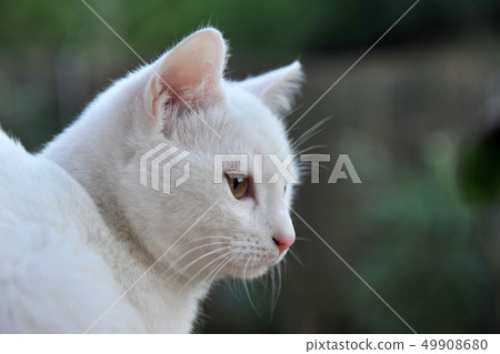 white cat 49908680