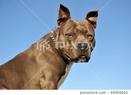 American StaffordshireTerrier 49908682