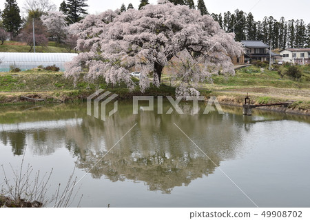 Hisen的櫻花 49908702