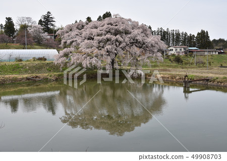 Hisen的櫻花 49908703