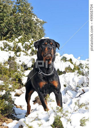rottweiler in the snow 49908704