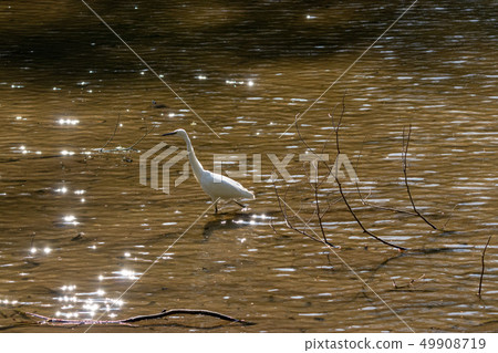 千葉縣千葉市和泉區和泉自然公園的Kosen 49908719