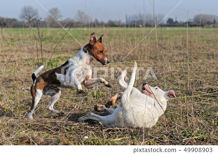 playing dogs 49908903