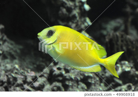 Coral rabbitfish 49908918