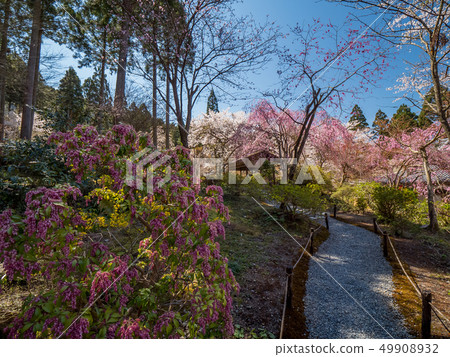 Three thousand houses of cherry blossoms in full bloom 49908932