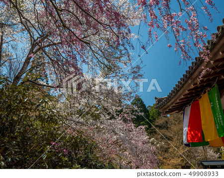 Three thousand houses of cherry blossoms in full bloom 49908933