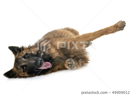 belgian shepherd tervueren belgian shepherd tervueren 49909012