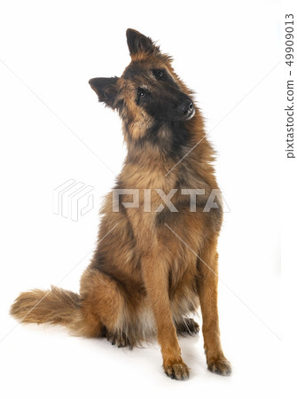 belgian shepherd tervueren 49909013