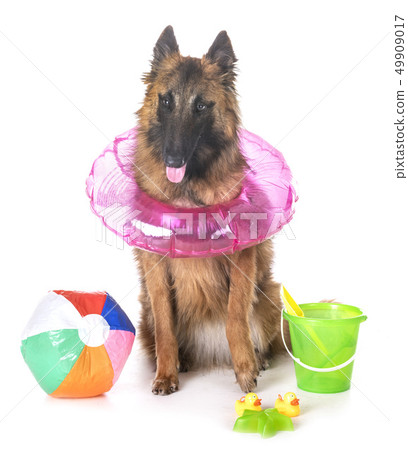 belgian shepherd tervueren 49909017