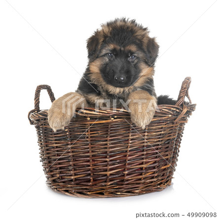puppy german shepherd puppy german shepherd 49909098