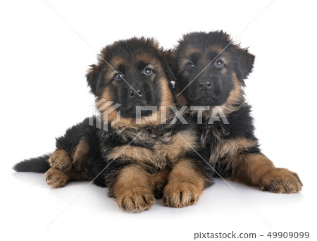puppies german shepherd 49909099