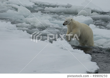 Polar bear walking on the ice in Arctic. 49909250