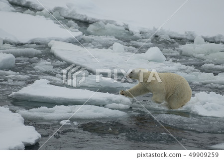 Polar bear walking on the ice in Arctic. 49909259