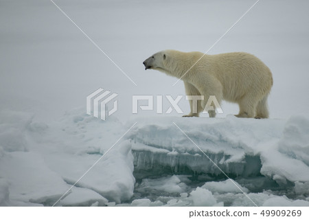 Polar bear walking on the ice in Arctic. Polar bear walking on the ice in Arctic. 49909269