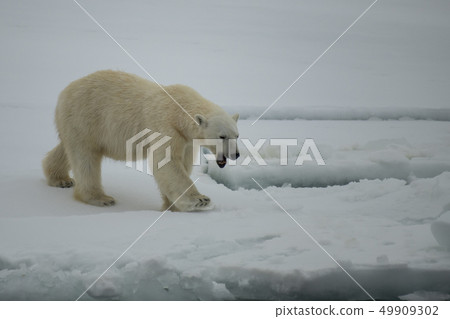 Polar bear walking on the ice in Arctic. 49909302
