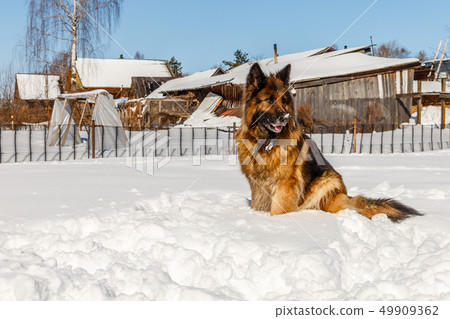 german shepherd dog 49909362
