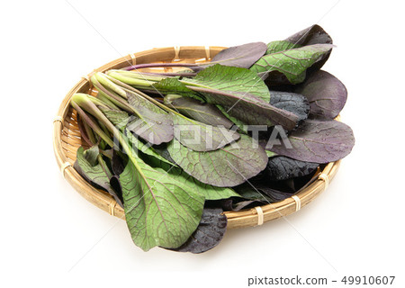 紫色的花 49910607
