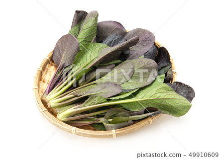 紫色的花 紫色的花 49910609