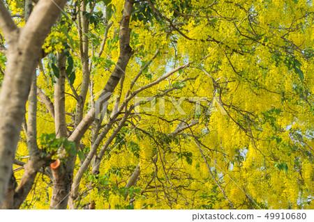 Cassia fistula, known as golden rain tree 49910680