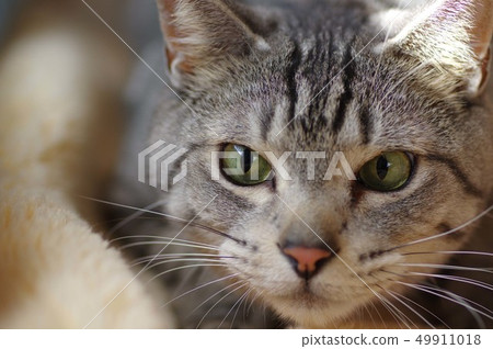 和貓一起生活 49911018
