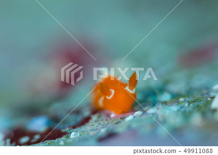 Red skull rumblebush Red skull rumblebush 49911088