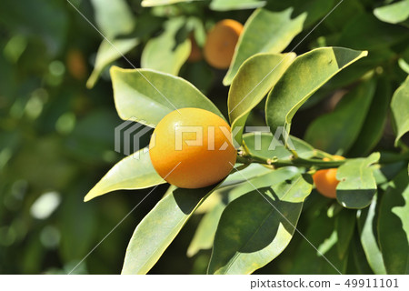 Kumquat fruit Kumquat fruit 49911101