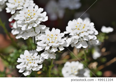 Iberisu Iberisu 49911104