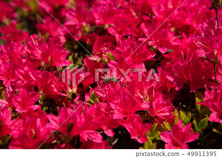 Azaleas and two horned bees 49911395
