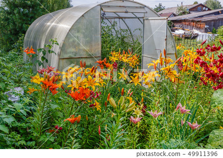 Alstroemeria Sweet Laura, yellow flowers in the 49911396