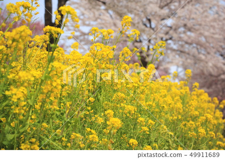 強姦開花 強姦開花 49911689