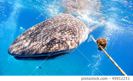 野生鯨鯊水下照片 49912251