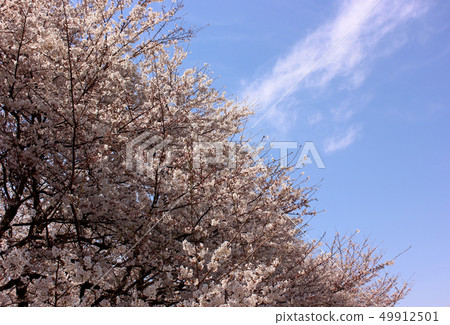 Gongendo Park where the cherry blossoms are in full bloom (4) 49912501