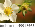 Strawberry flowers 49912663