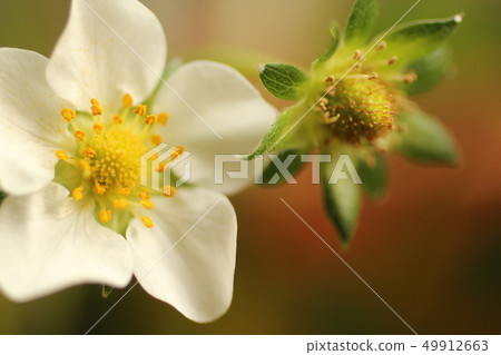 草莓花 草莓花 49912663