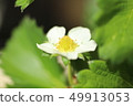 Strawberry flowers 49913053