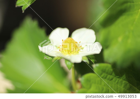 草莓花 草莓花 49913053