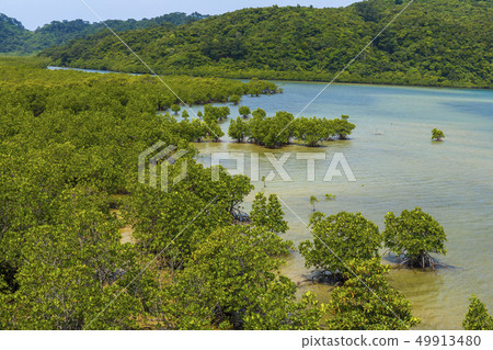 西表島的景觀 西表島的景觀 49913480