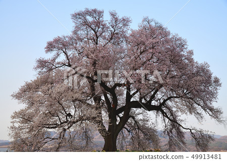 Wanizuka的櫻花 Wanizuka的櫻花 49913481
