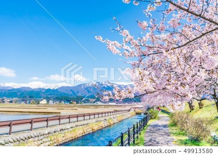 Japanese spring cherry blossoms lined with Kurobe river embankment cherry bank in Irizen-cho, Toyama prefecture Japanese spring cherry blossoms lined with Kurobe river embankment cherry bank in Irizen-cho, Toyama prefecture 49913580