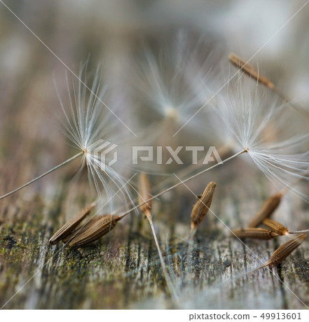 dandelion flower platn in springtime dandelion flower platn in springtime 49913601