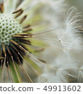 dandelion flower platn in springtime 49913602