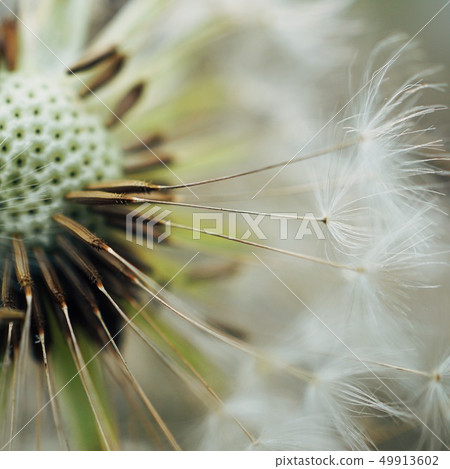 dandelion flower platn in springtime dandelion flower platn in springtime 49913602