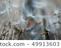 dandelion flower platn in springtime 49913603